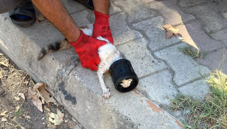 Kafası plastik kavanoza sıkışan yavru kedi kurtarıldı