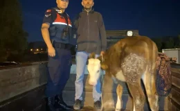 Çalınan Hayvan Kahramanmaraş’ta Bulundu