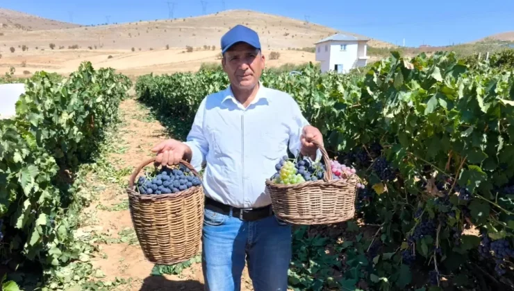 Afşin’de üzüm üretimi büyük ilgi görüyor