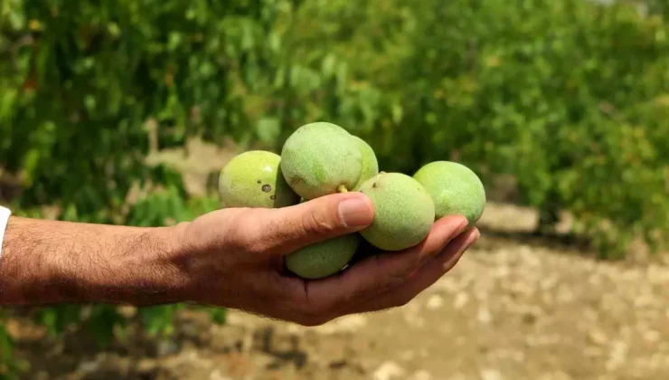 Çağlayancerit Ceviz Hasadı Başladı