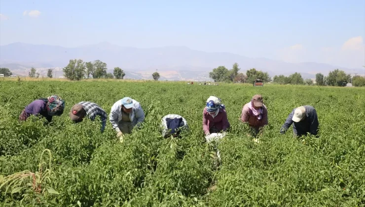 Maraş Biberinde Rekolte Beklentisi: 30 Bin Ton