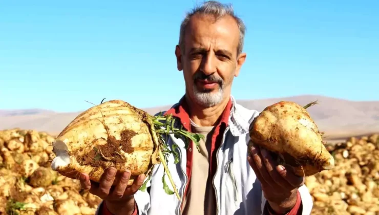 Şeker Pancarı Hasadı Başladı