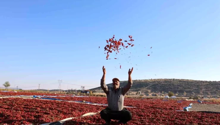 Acı Biber Hasat Zamanı