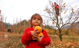 Hurma Fiyatları Üreticide 25, Markette 80 lira