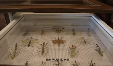 KSÜ’de 4.500 Türden Oluşan Böcek Müzesi Açıldı