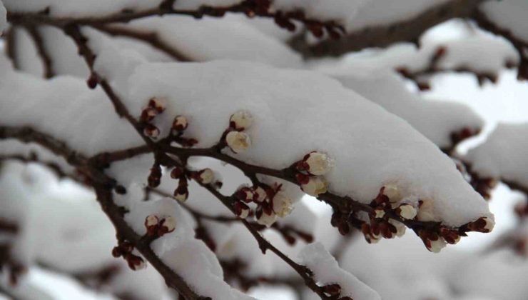 Çiçek açan erik ağaçları karla birleşince kartpostallık görüntüler çıktı