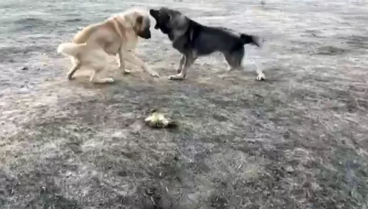 Köpek Dövüşüne Tepkiler Yağıyor