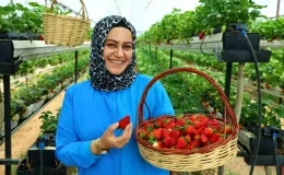 Dalından Çilek Toplama Keyfi