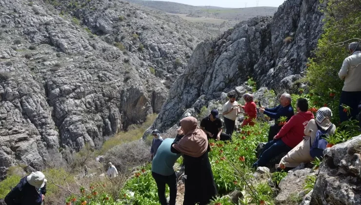 Ters Laleler Turizm ve Fotoğrafçıların İlgi Odağı
