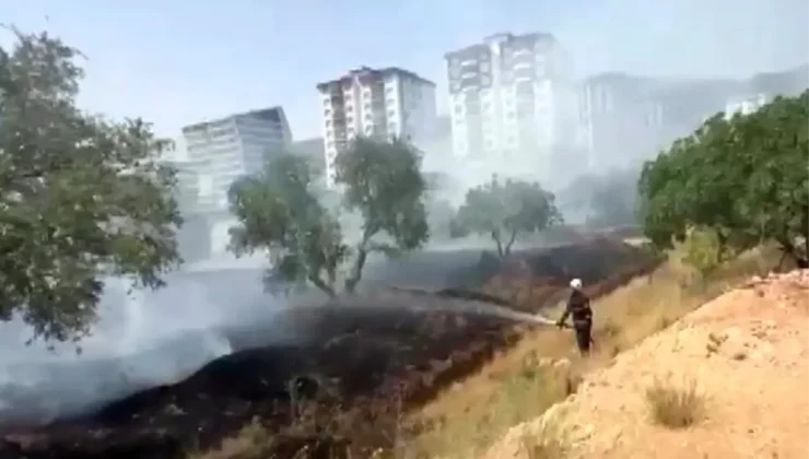 Zeytinlikte Yangın Çıktı