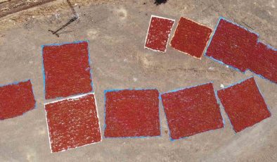 Kahramanmaraş’ta Maraş Biberi Hasadı Başladı