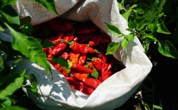 Büyükşehir’den Çiftçiye Tam Destek: 650 Bin Maraş Biberi Fidesi Dağıtılıyor