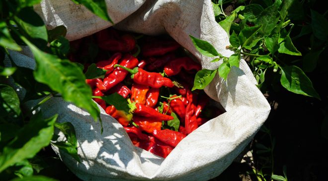 Büyükşehir’den Çiftçiye Tam Destek: 650 Bin Maraş Biberi Fidesi Dağıtılıyor