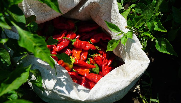 Büyükşehir’den Çiftçiye Tam Destek: 650 Bin Maraş Biberi Fidesi Dağıtılıyor